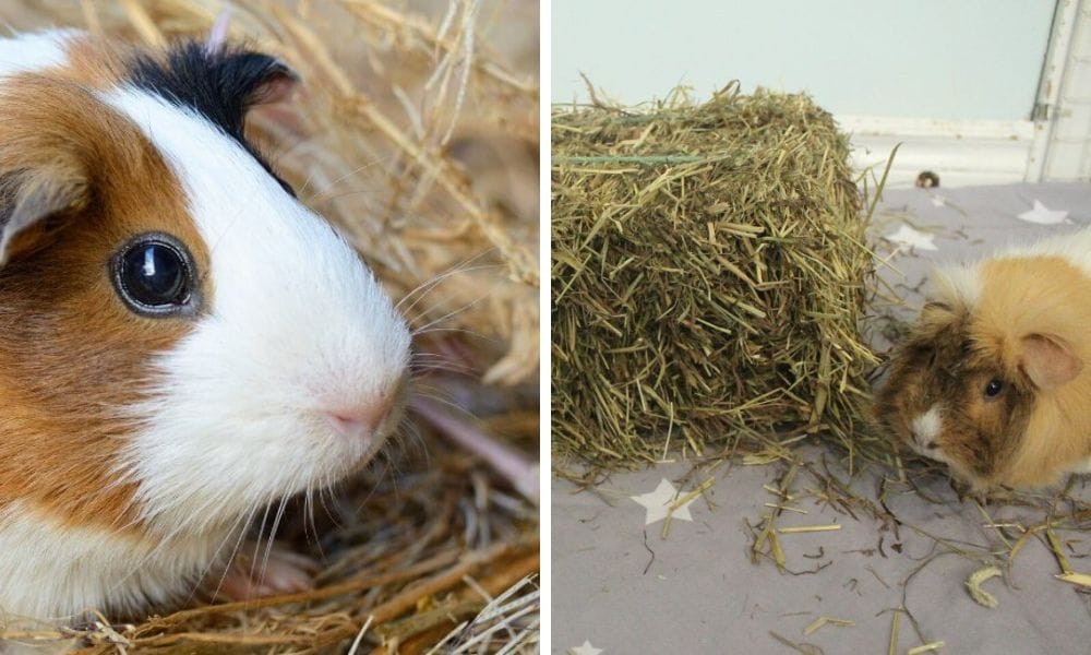 Guinea Pig Nutrition and hay