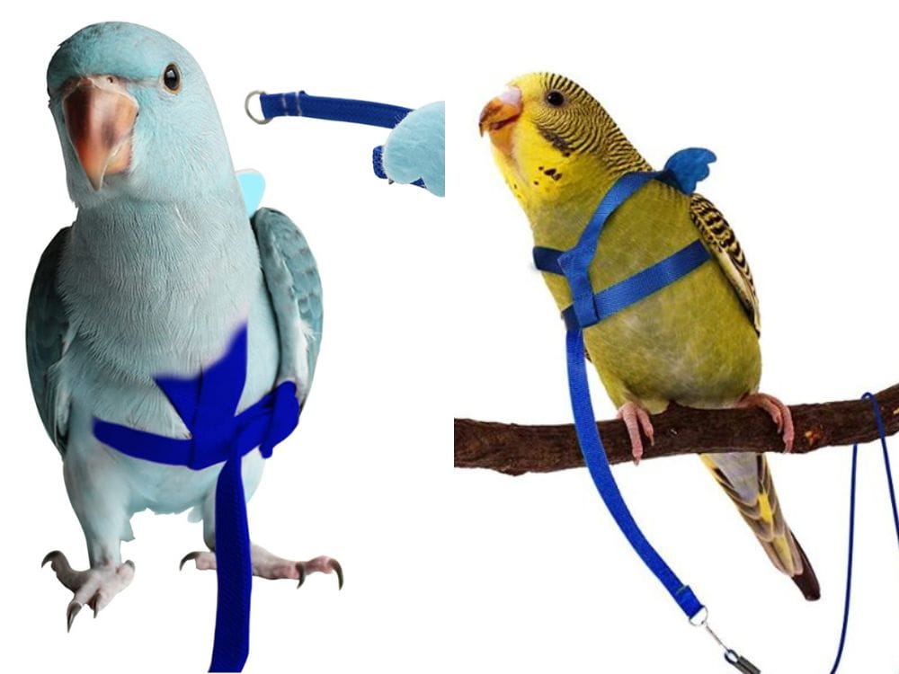 Leashes for Parakeet or Parrot