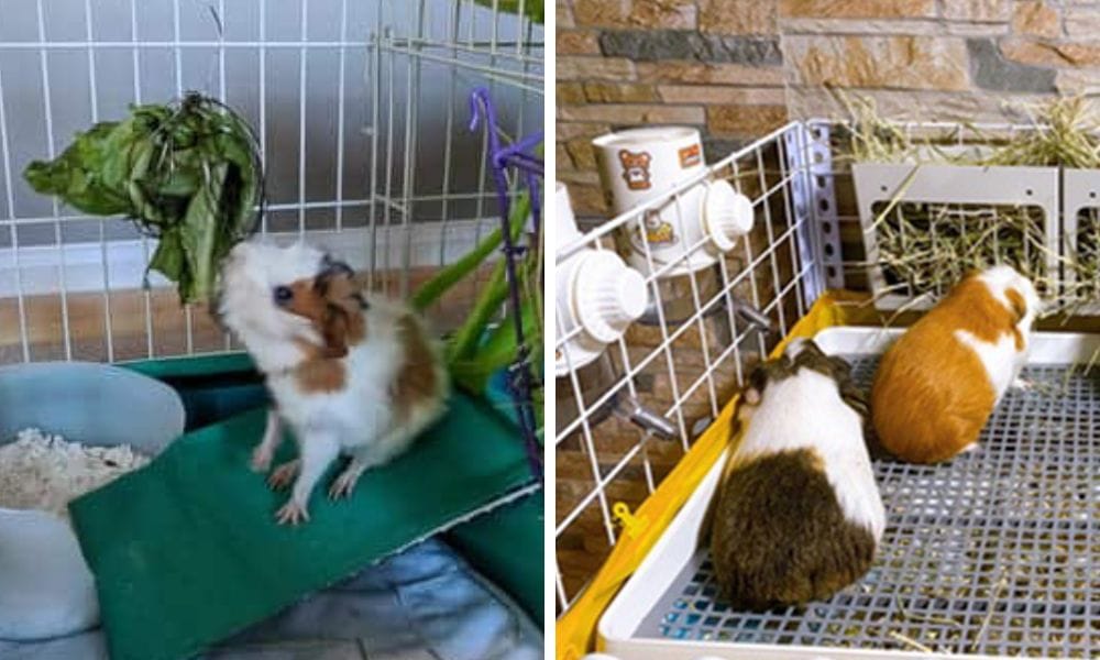 guinea pig in a cage