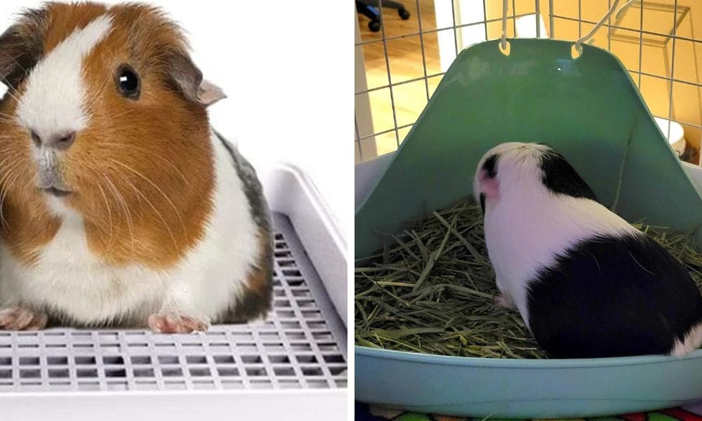 guinea pig inside a litter box / litter tray