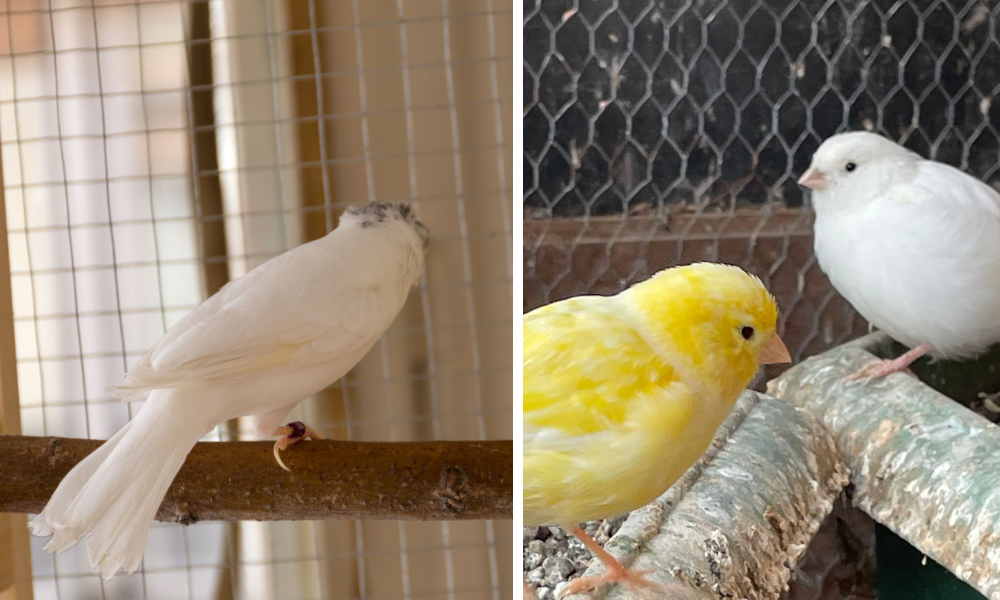  Canary Gray and White Agate Birds