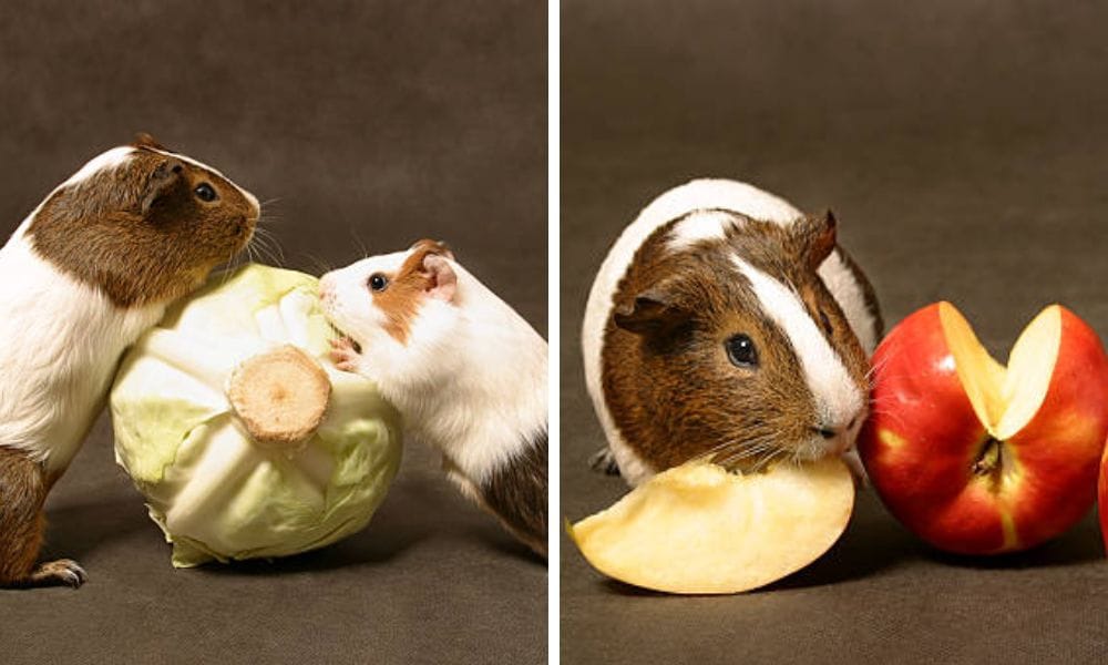 Guinea Pigs eating treats