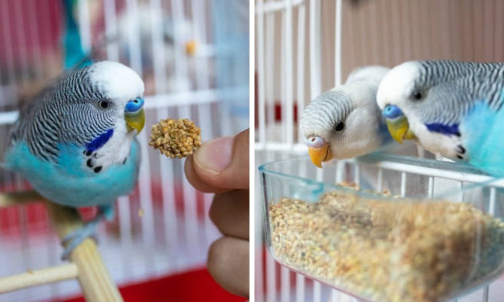  parakeets in birds cage