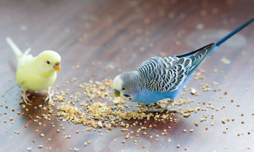 feeding parakeets the fresh foods