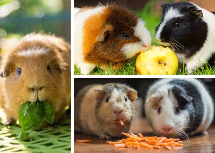 Guinea Pigs eating vegetables