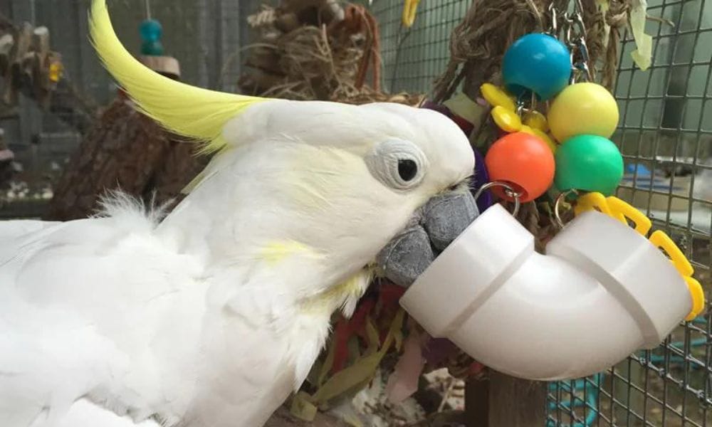  Parrots and Cockatoo Bird Toys