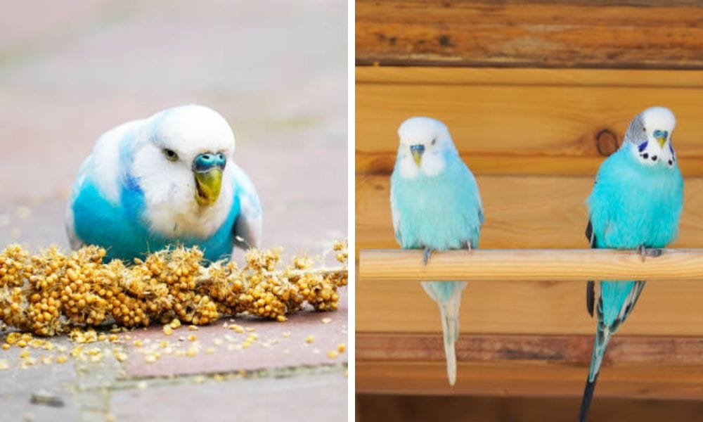 Budgies love to eat millet