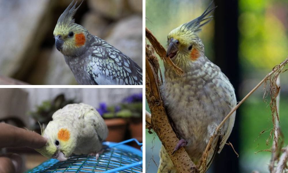 Understanding the Unique Traits of a Pearl Cockatiel