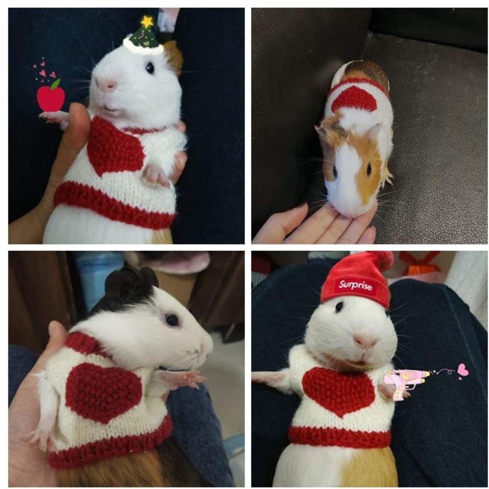 Sweaters for Guinea Pigs