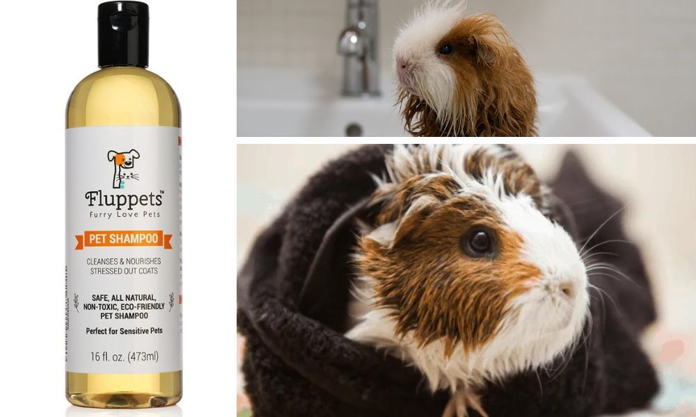 Guinea Pig Shampoo