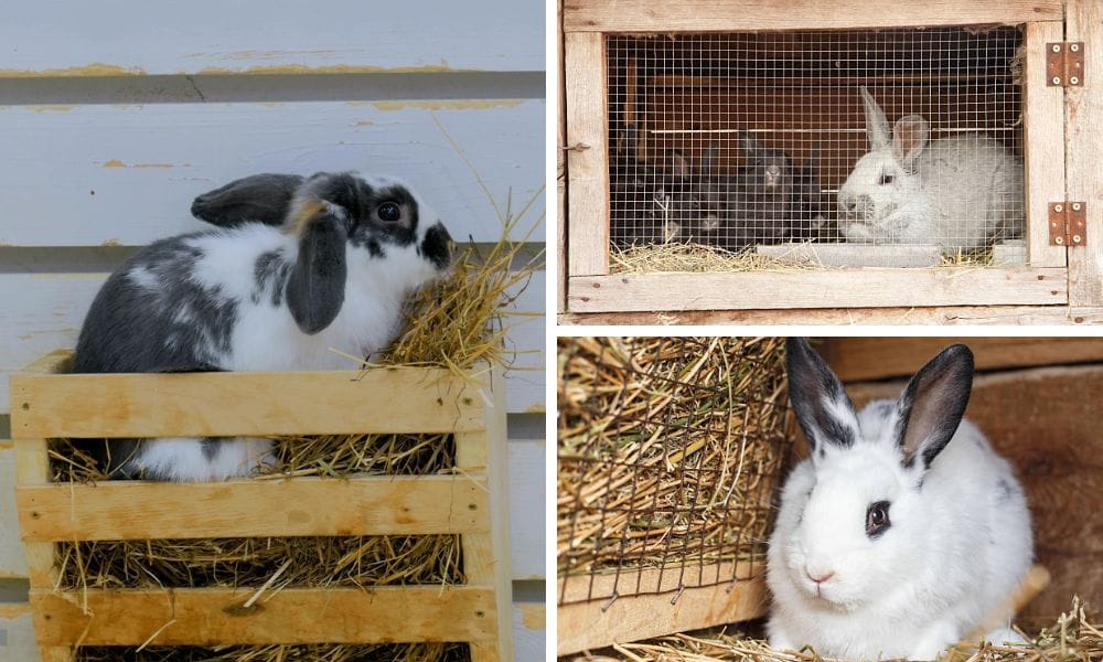 Rabbit Nutrition: The Importance of Hay and the Role of Rabbit Hay Feeder