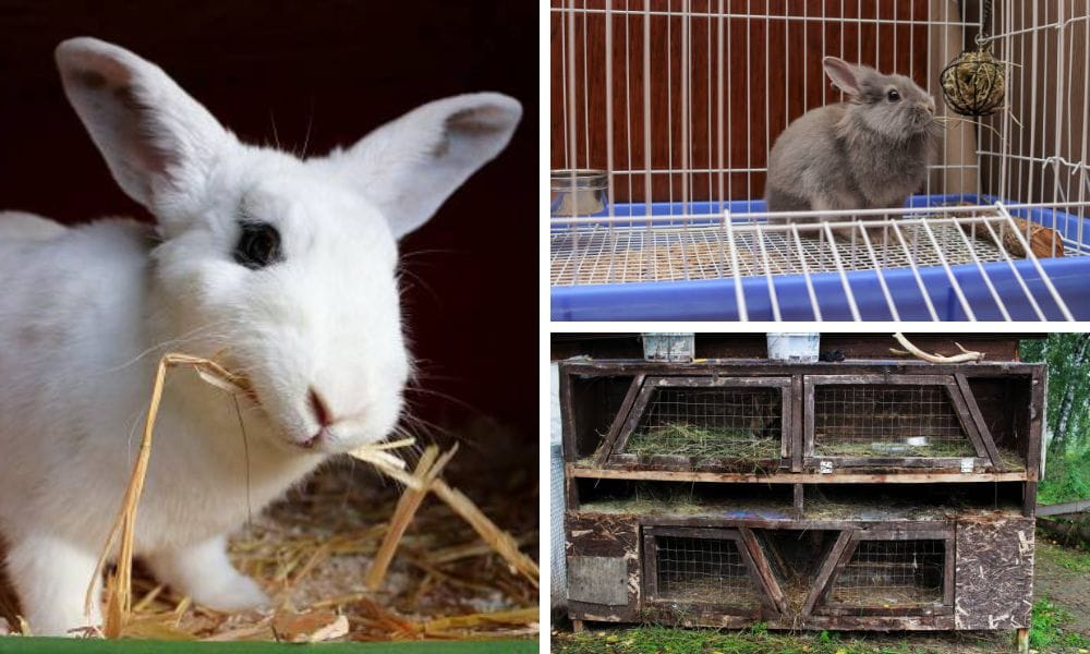Understanding the Benefits of Using a Rabbit Hay Feeder