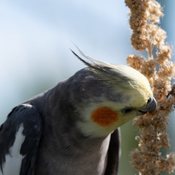 Cockatiel Food