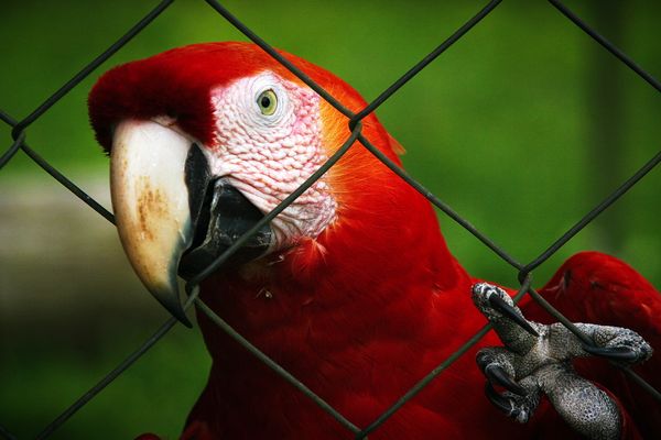 Macaw Cage