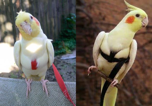 Cockatiel Harness