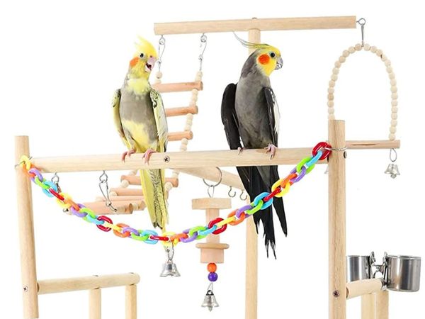 Cockatiel Playground