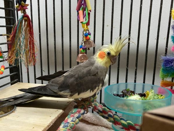 Best Toys for Cockatiels