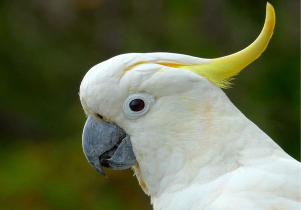 Cockatoo