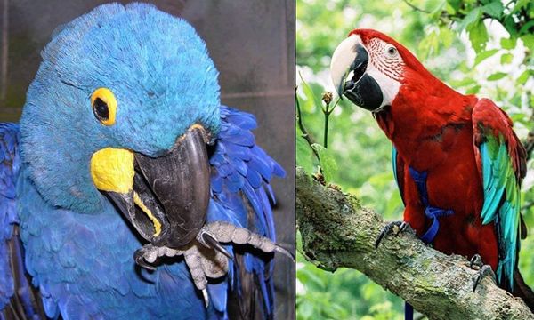 Macaw Harness