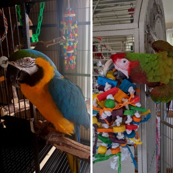 Best Macaw Toys