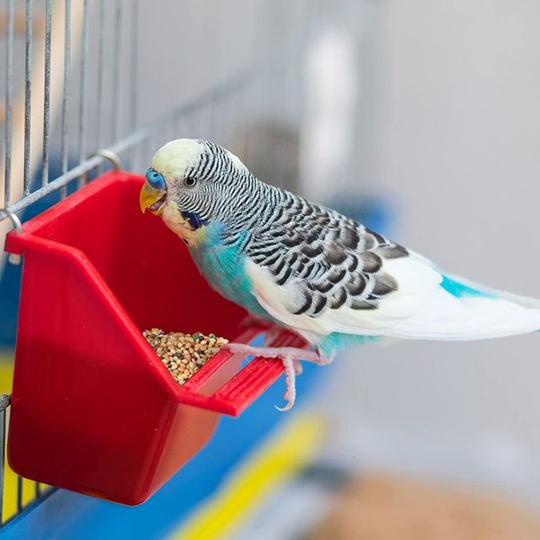 Parakeet Millet