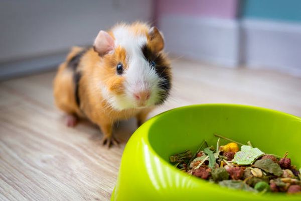 Food Bowls for Piggies