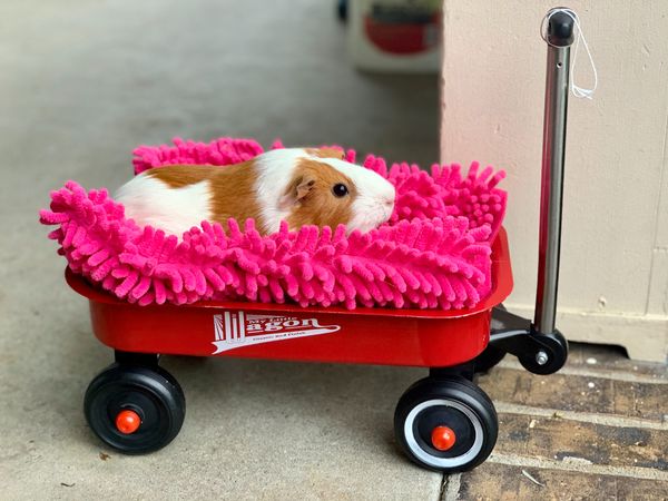 Guinea Pig Carrier