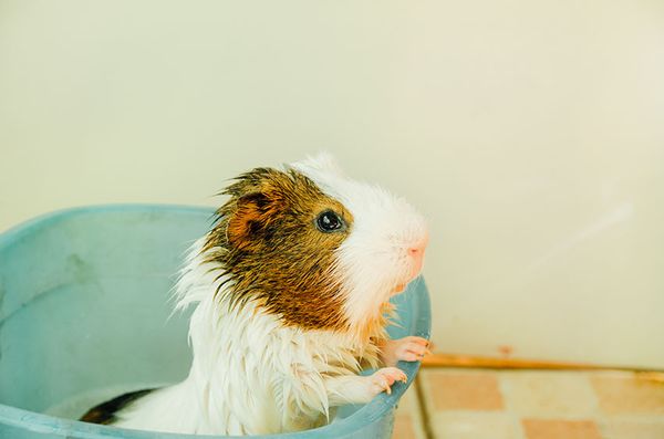 Guinea Pig Shampoo