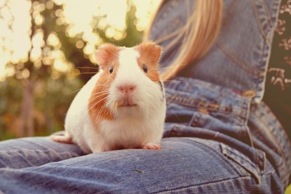 Guinea Pig Carrier