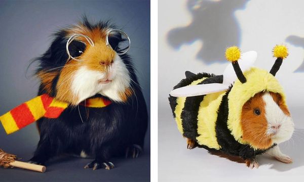 Guinea Pig Costume