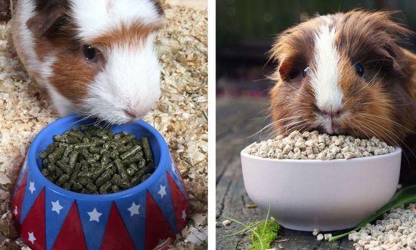 Pellet Food for Guinea Pigs