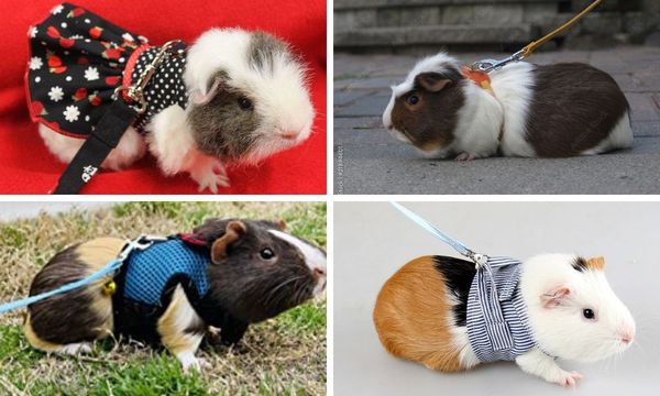 Guinea Pig Leash