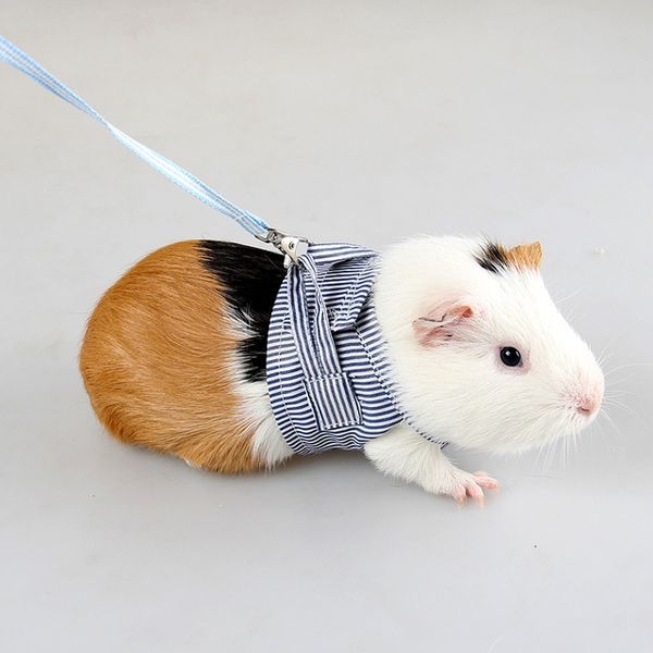 Guinea Pig With Blue Stripe Leash