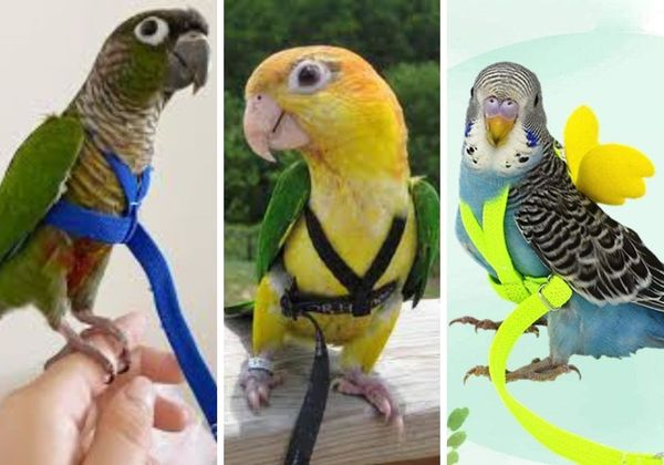 Parakeet Leash