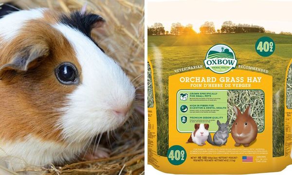 Guinea Pig Hay