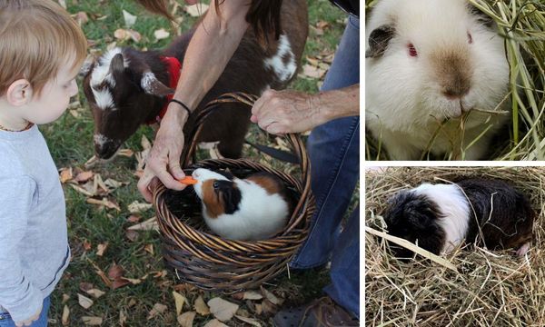 Guinea Pigs Feeding