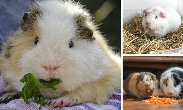 Guinea Pigs Eating Veggies and Hay