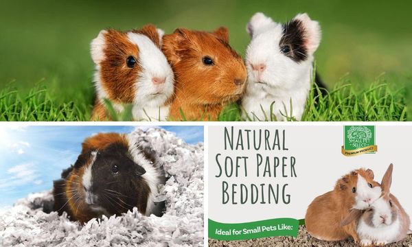 Guinea Pig Bedding