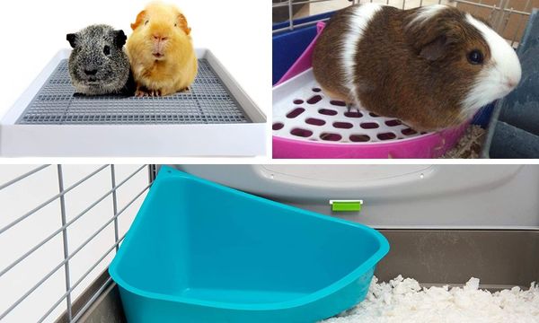 Guinea Pig Litter Box