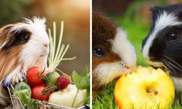 Guinea Pigs Favorite Fruit