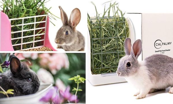 Rabbit Hay Feeder