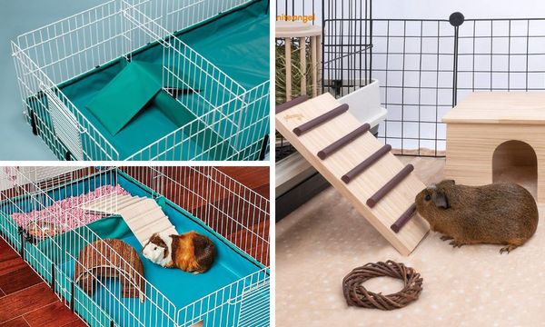 Ramps for Guinea Pigs