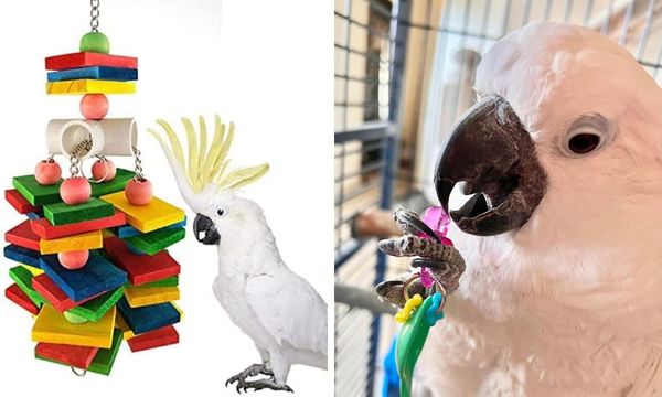 Safe Cockatoo Toys