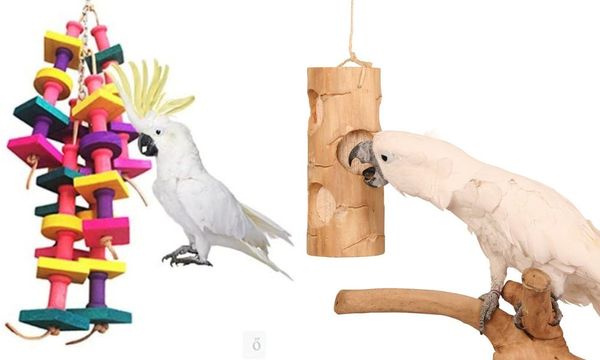 Cockatoo Toys