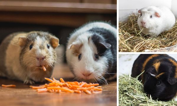 Guinea Pigs Eating Hay and Veggies