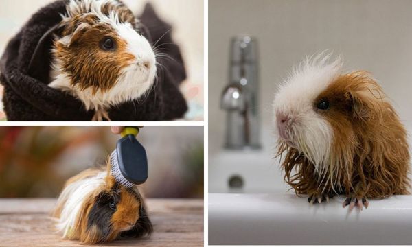 Bathing and Grooming Guinea Pigs