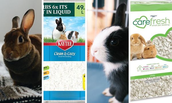 Best Bedding For Rabbits