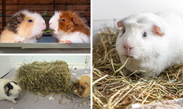 Guinea Pigs Eating Hay