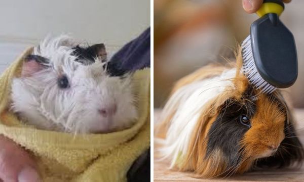 Guinea pigs grooming