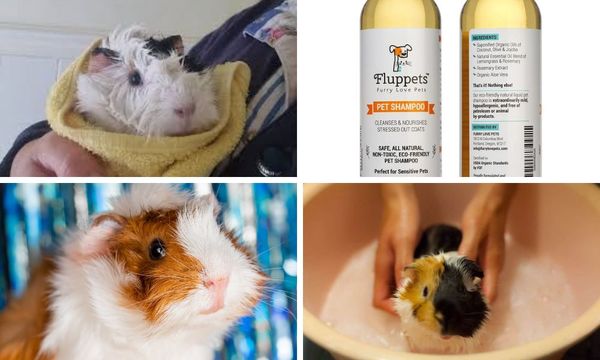 Keeping Your Furry Friends Fresh and Clean